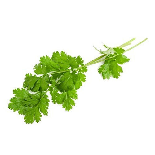 Coriander Leaves