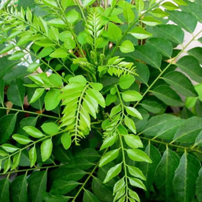 Curry Leaves